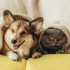 Collection image for: Pets