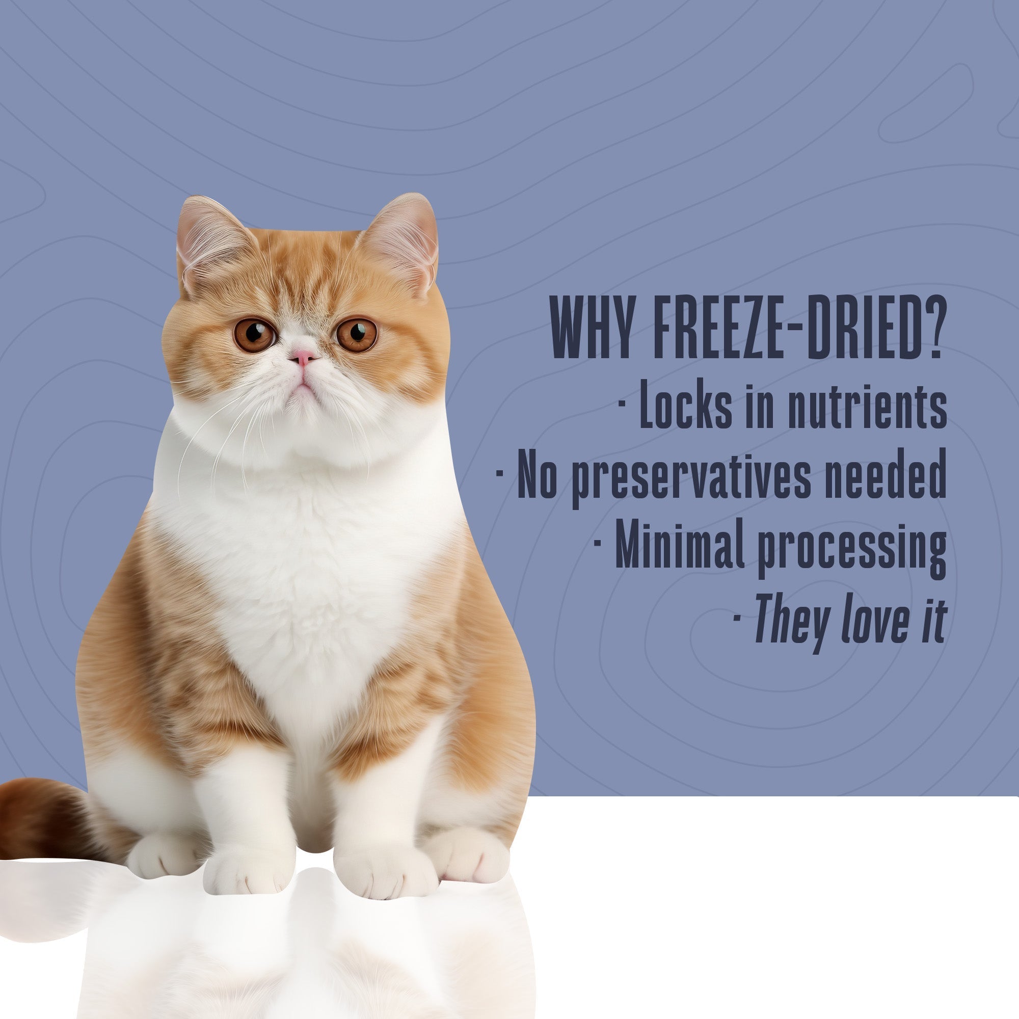 Just One Turkey Cat Treats – Human Grade, Picky Eater Approved, Made in Our Own Kitchens