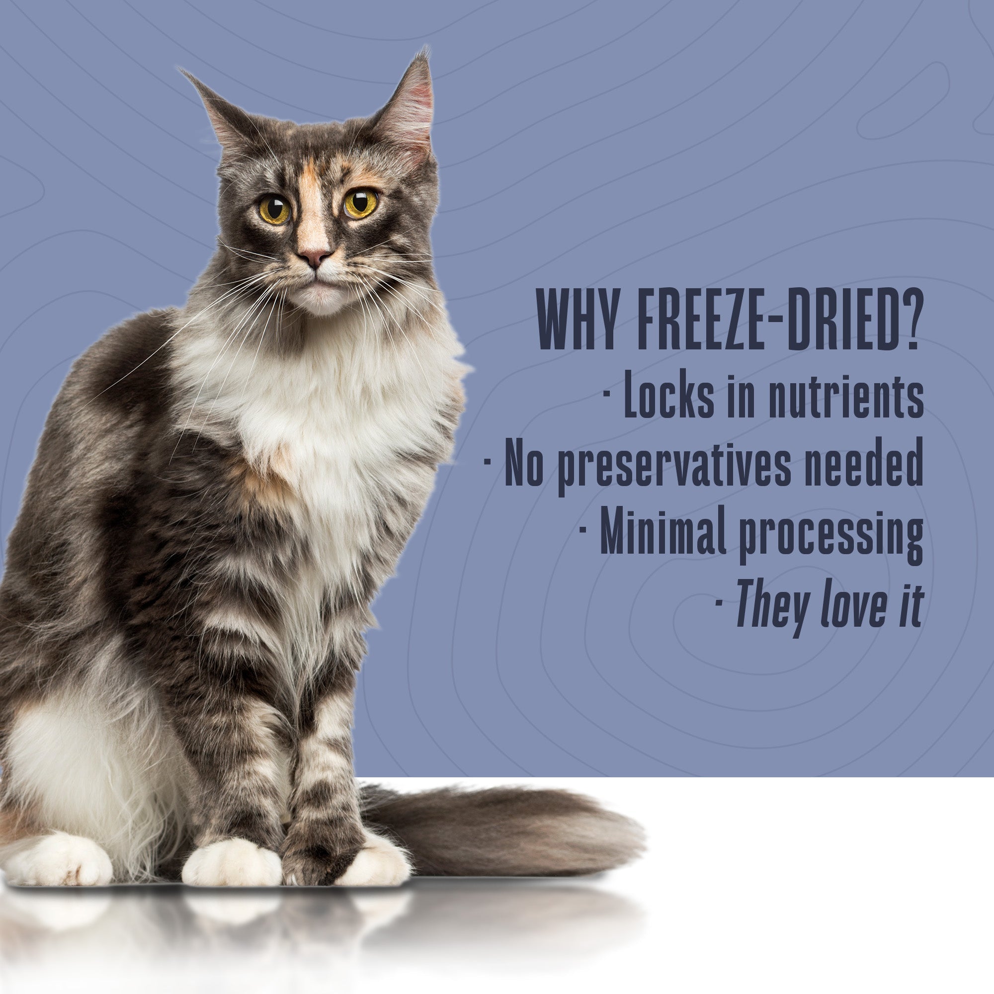 Nature’s Remedy Healthy Gut & Digestive Support.  Human-Grade, Grain-Free, Whole Food Supplement for Cats - Made in Our Own Kitchens