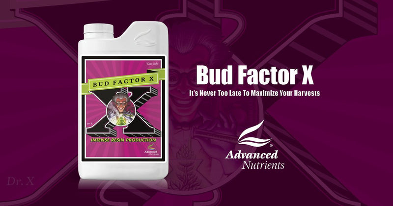 Bud Factor X Advanced